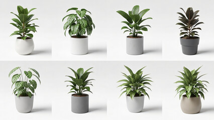 Realistic Potted Houseplants Collection for Modern Interiors