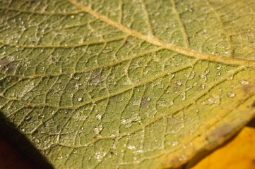Macro texture of yellow autumn leaf with large water drops. Close-up of veins of wet golden leaf with dew. Fresh rainy nature background with reflection and sun, selective focus
