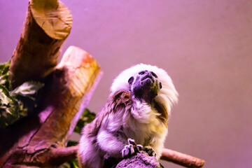 Cute monkey sitting in cage on farm