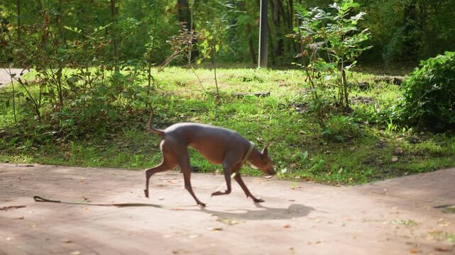 Boy Swiftly Chases Lively Dog, Enthusiastic Young Boy And Spirited Dog Dash Through Sunlight Trail, Bright Outdoor Scene Showing Boy Chasing Lively Dog With Energetic Leaps Along Sunlit Path