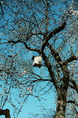 Birdhouse on a flowering tree against a blue sky. Springtime scene 
