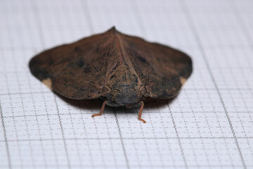 natural ricania insect macro photo	