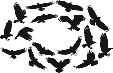 Flying bird silhouette set, eagle hawk poses, wild animal shadows, wings spread motion, black nature illustration collection