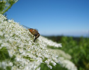 Bee Collecting Nectar on White Wildflower © ARMADILLO