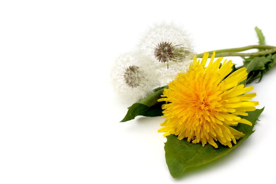 On a white background lies a bouquet of flowers made of yellow dandelion and seeds.