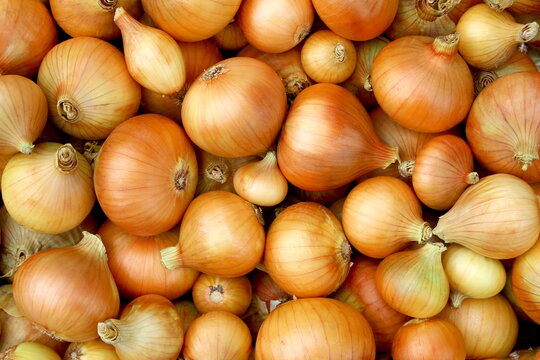  Texture of golden onions in one pile.