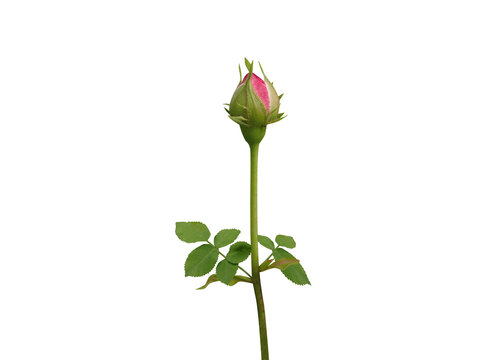 Rosa centifolia or Provence rose bud with flowers isolated on a white background