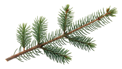A green pine branch extends outward against a isolated on transparent background
