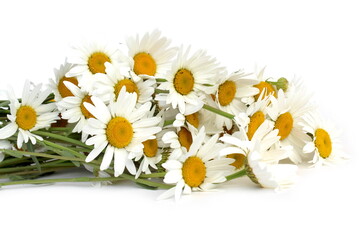 Obraz premium There is a bouquet of white chamomile on a white background.