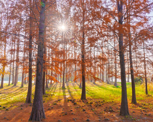 Obraz premium Sunlight dappling the redwood forest in Shanghai in autumn