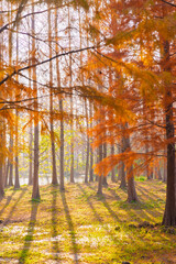 Fototapeta premium Sunlight dappling the redwood forest in Shanghai in autumn