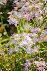 Clusters of soft pink and white wildflowers dance gently in the breeze under warm sunlight
