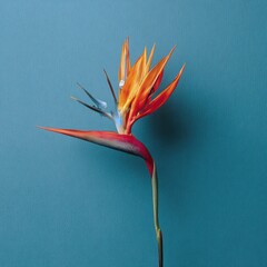 Obraz premium Bird of paradise flower against a textured, cool blue background