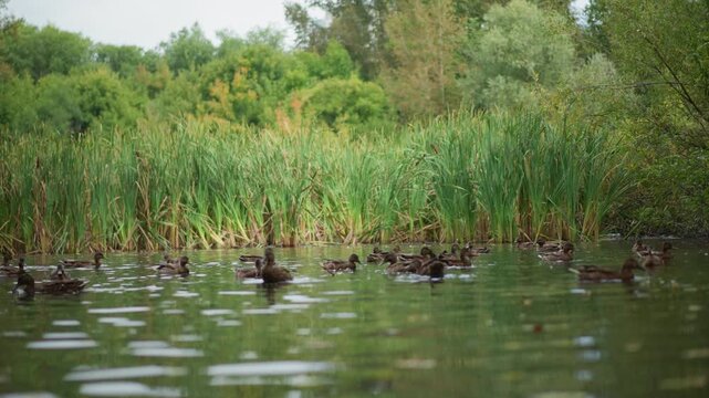 Ducks Near Water, Feathered Creatures Gathered Beside Tranquil Marshland, Peaceful Scene Showcasing Ducks Resting Near Shimmering Water Surrounded By Healthy Green Plants And Gentle Waves