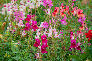 Vibrant snapdragon flowers thrive in a lively garden, showcasing their rich colors and beauty