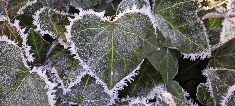 Herz am Rand gefroren