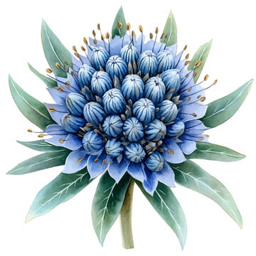 watercolor of Sea Holly Flower, vector, isolated on a white background.