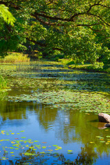 Beautiful scene of Japanese garden in wroclaw, Poland	