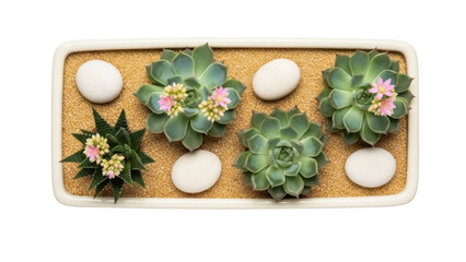 Succulent plants arrangement in a rectangular pot isolated PNG, decorative indoor plants with pebbles and sand for home decor