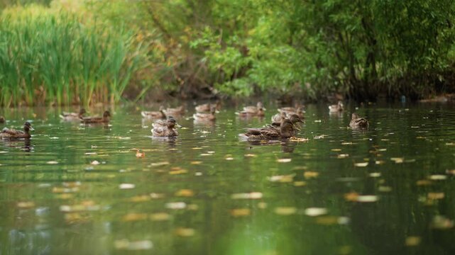 Ducks On Tranquil Pond, Calm Water Mirrors Falling Leaves With Peaceful Feathered Movement, Autumn Scene Featuring Peaceful Ducks Floating On Glassy Pond Amid Golden Foliage And Soft Background