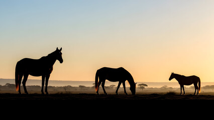 Serene silhouette of three horses grazing during sunset on open plains with tranquil sky