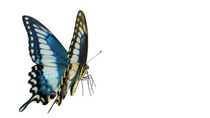 Blue and yellow swallowtail butterfly isolated PNG, detailed insect with intricate wing patterns on transparent background © Vasilis