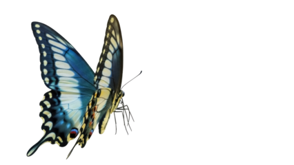 Blue and yellow swallowtail butterfly isolated PNG, detailed insect with intricate wing patterns on transparent background