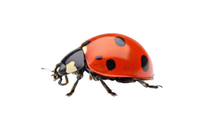 Red ladybug with black spots isolated PNG, close-up of a ladybird on transparent background, insect for nature and biology concepts