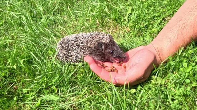 Hedgehog eating food. A small hedgehog cautiously approaches an open human palm holding food on fresh green grass sniffs and starts eating slowly while remaining alert & curious under natural daylight