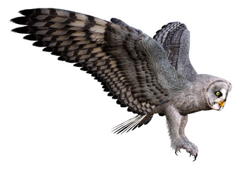 Fototapeta premium 3D Rendering Grey Owl on White