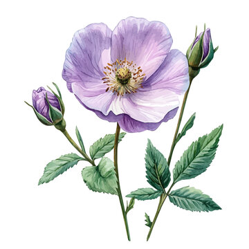 watercolor of Rock Rose Flower, isolated on a white background.