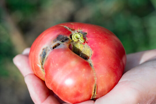 A green worm, the larva of the cutworm moth, parasitizes a red tomato. Control of garden insect pests