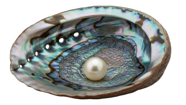 Abalone shell with pearl isolated PNG, iridescent nacre seashell with gem on transparent background, marine life treasure