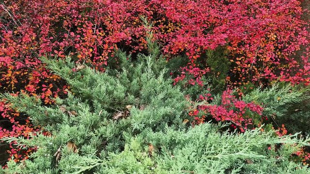 Barberry bushes with red leaves and evergreen juniper in garden