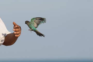 Green Cheek Conure free-flying pet birds