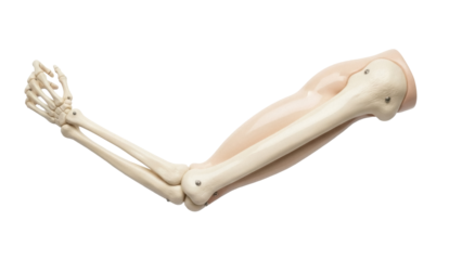Anatomical human arm model PNG isolated on transparent background, medical teaching aid for education and study