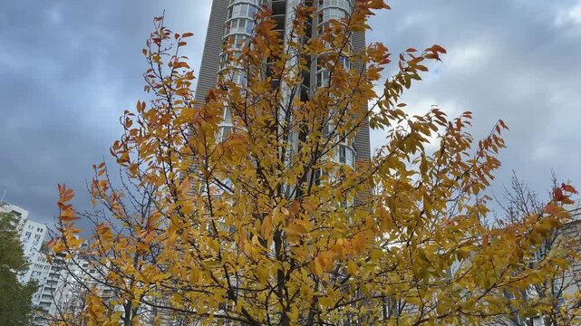 Ornamental cherry tree with autumn yellow leaves against multistory building