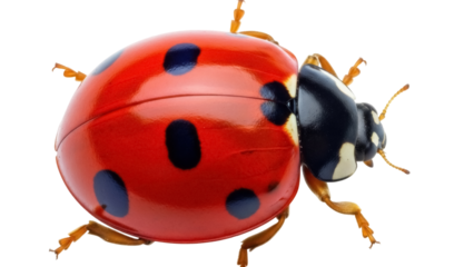 Red ladybug PNG isolated on transparent background, close-up of a seven-spot ladybug with black spots, beneficial insect for garden and nature projects