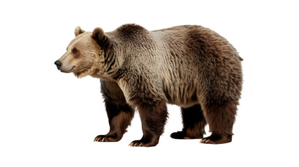 Fototapeta premium Majestic Brown Bear Standing Profile with Thick Fur, Wild Animal Isolated on Transparent Background