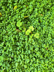 Obraz premium Fresh Green Botanical Background for Spa Wellness and Mindful Relaxation