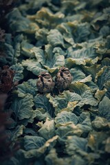 Obraz premium Two tiny birds find a quiet resting spot among the vibrant green cabbage leaves