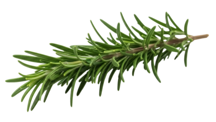 Fresh rosemary sprig isolated PNG, aromatic herb for cooking and seasoning on transparent background, culinary ingredient
