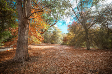 A serene scene of vibrant fall colors and scattered leaves, a picturesque moment