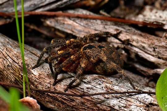 Nosferatu-Spinne (Zoropsis spinimana)