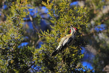 Yellowbellied sapsucker woodpecker cleaving to cedar branches eating blue cedar berries. 