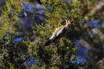 Yellowbellied sapsucker woodpecker cleaving to cedar branches eating blue cedar berries. 