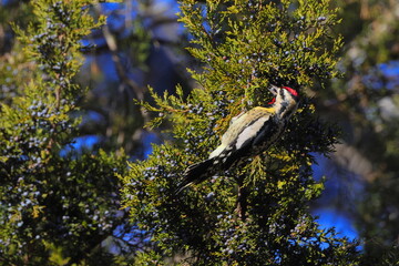 Yellowbellied sapsucker woodpecker cleaving to cedar branches eating blue cedar berries. 