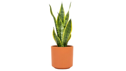 Sansevieria trifasciata in orange pot PNG isolated, snake plant or mother-in-law s tongue for home...
