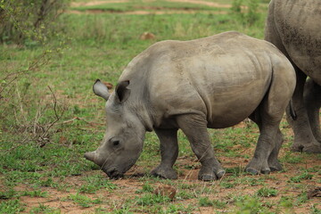 Obraz premium White Rhino (Ceratotherium Simum)