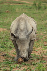 Fototapeta premium White Rhino (Ceratotherium Simum)
